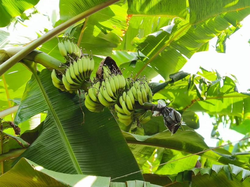 Cycle 1 — banana bunch under bagging on the Hunsur farm