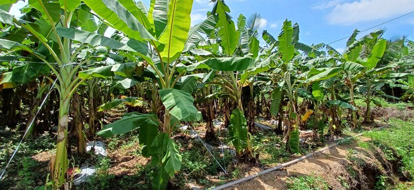 Cycle 2 — planted rows under drip irrigation